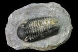 Austerops Trilobite - Visible Eye Facets #171534-1
